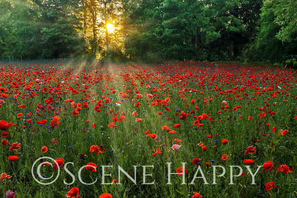 Sunrise Poppy Field