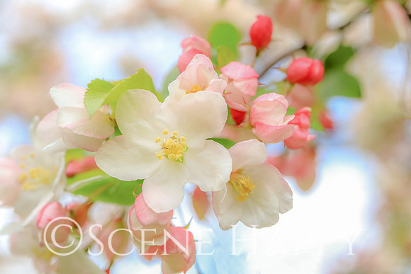 Crabapple Variety 0453