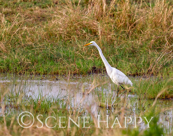 Bird Great Egret_L2A6783