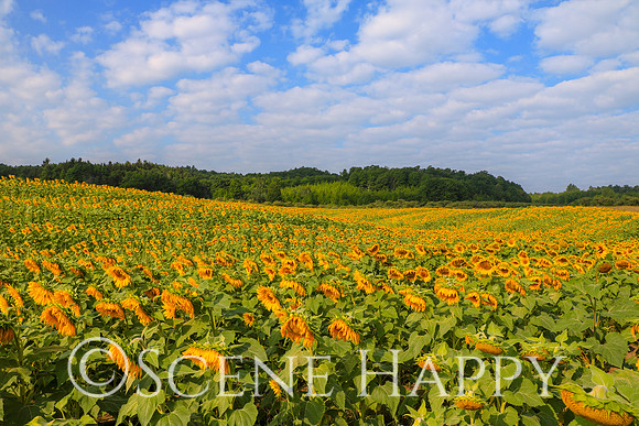 Sunflower Field