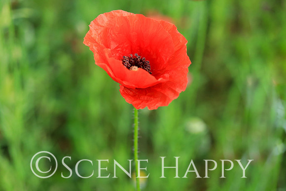 Single Poppy