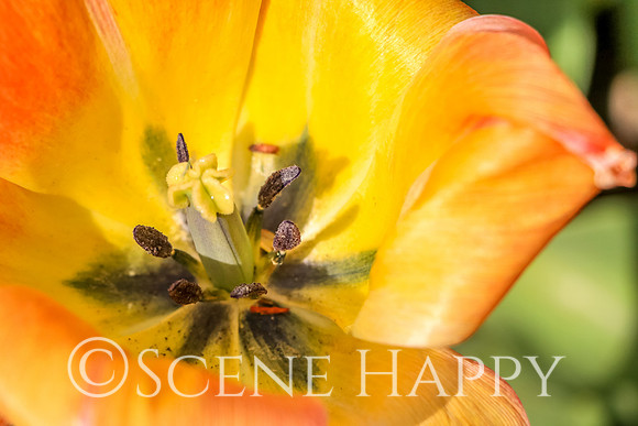 Tulip Close