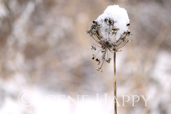 Snow on Wildflower Seeds
