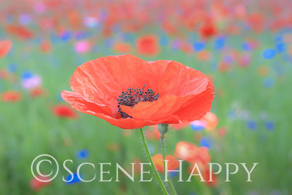 Soft Poppy
