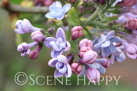Lilac_0383