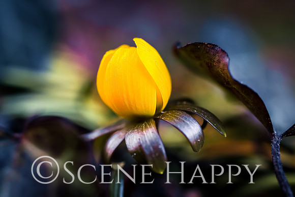 winter aconite and leaf