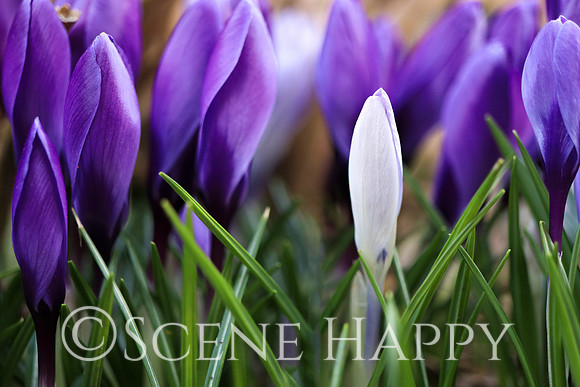 Crocus Standing Out